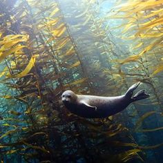 a seal swimming in the water surrounded by yellow seaweed and kelproa plants