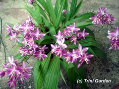 purple flowers are blooming on the ground in front of some green leaves and rocks