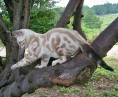 a cat that is standing on top of a tree branch with an angel wing in it's mouth