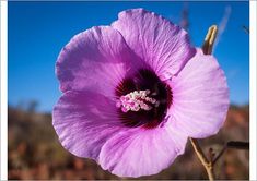 a large purple flower is blooming in the middle of an open field with dry grass