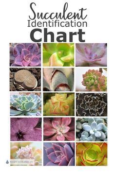 the book is titled succulent identification chart with pictures of different flowers and leaves