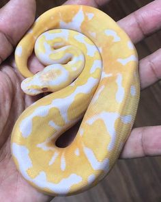 a hand holding a yellow and white snake in it's palm