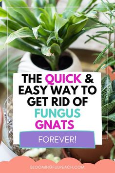 How To Kill Gnats, Gnats In House Plants, Fruit Flies In House, Inside House Plants, How To Get Rid Of Gnats, Bug Spray Recipe, Fungus Gnats, Bake Something, Fruit Fly Trap