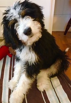 a black and white dog sitting on top of a rug