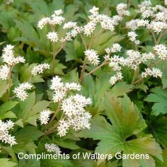 some white flowers and green leaves in the grass