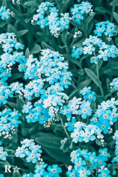 small blue flowers with green leaves in the foreground and on the top right corner