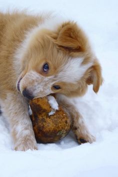 a dog playing with a rock in the snow