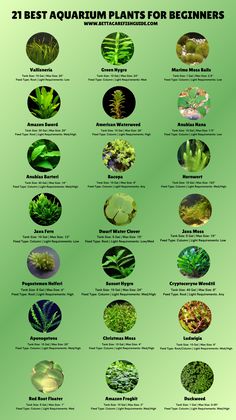 an image of plants for beginners to learn