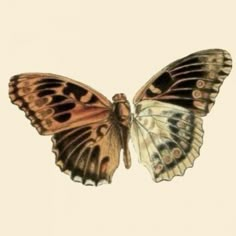 an image of a butterfly flying in the air