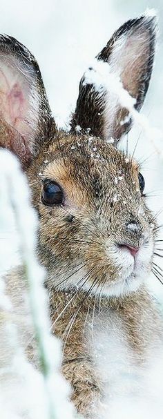 a small rabbit sitting in the snow with it's ears up and eyes wide open