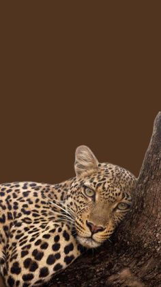 a leopard laying on top of a tree next to a brown wall