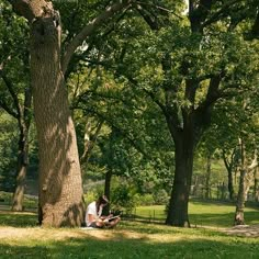 a person sitting on the ground next to a tree in a park with green grass