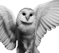 an owl with its wings spread out in front of the camera on a white background