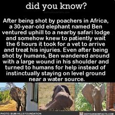 an advertisement with pictures of elephants and other animals in it's natural habitat, which includes the words did you know? after being shot by poachers in africa