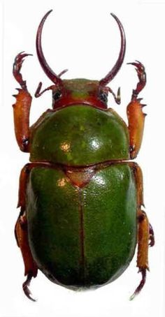 a close up of a green beetle with red legs and claws on it's back