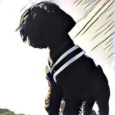 a black dog wearing a harness on top of a hill