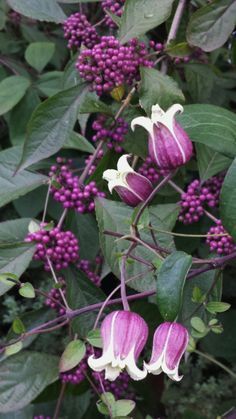 purple and white flowers growing on the side of a green plant with leaves around it