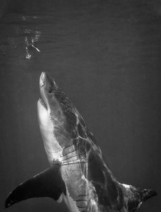 a great white shark swimming in the ocean