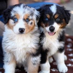 two puppies sitting next to each other on a blanket