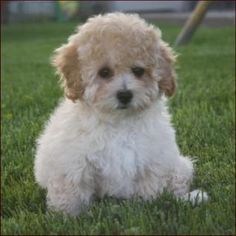 a small white dog sitting in the grass