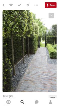 a brick walkway between two trees and bushes