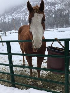 a brown and white horse sticking its head over a fence in the snow with mountains in the background