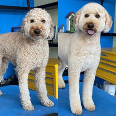 two white dogs standing next to each other on a blue surface in front of a yellow shelf