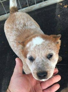 a small brown and white dog standing next to a person holding it's hand