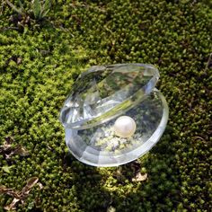 a plastic container sitting on top of a green moss covered ground next to a white ball