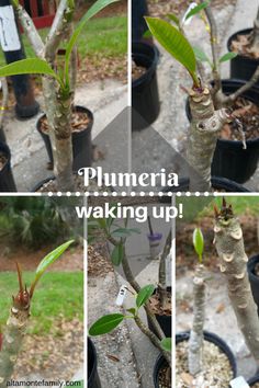 several pictures of plants growing in pots with the words plumeeria waking up on them