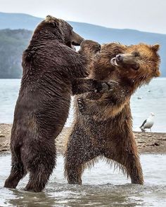 two brown bears playing in the water at the beach