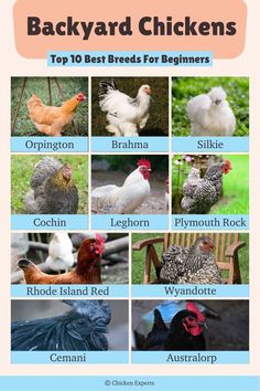 Top 10 Chicken Breeds for Beginners Backyard Chicken Breeds, Breed Of Chickens, Different Chicken Breeds, Best Chickens For Beginners, Pig Breeds Chart, Best Laying Chicken Breeds, Having Chickens For Beginners, Best Backyard Chicken Breeds, Duck Breeds Chart