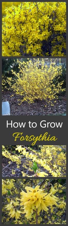 yellow flowers with the words how to grow forsythia in front of it and below