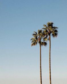 two tall palm trees standing next to each other