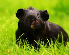 a small black animal sitting in the grass