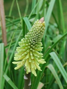 a close up of a green flower in the middle of some grass with other plants behind it