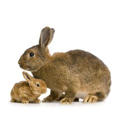 an adult rabbit and its baby in front of a white background