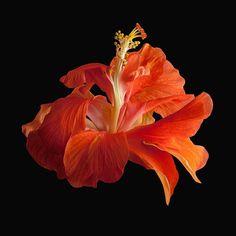 Tropical Hibiscus ~ Double Orange Poster Print by Richard Reynolds-VARPDX1598 Image 1 Floral Palette, Flower Reference, Orange Poster, Orange Hibiscus, Francis Picabia, Background Flowers, Fleur Orange, Macro Flower, Tropical Hibiscus