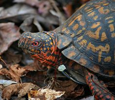 a close up of a tortoise on the ground with leaves in the background