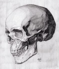 a pencil drawing of a human skull