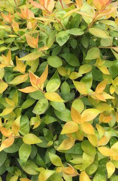 a bush with yellow and green leaves