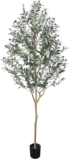 an olive tree in a pot on a white background