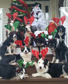 a group of dogs sitting on the steps in front of a christmas tree and decorations