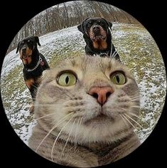 a cat and two dogs are looking up at the camera with their eyes wide open