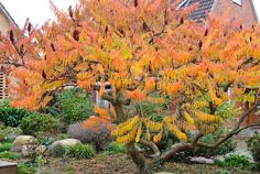 an orange tree is in the middle of a garden with rocks and plants around it