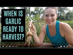 a woman in blue shirt holding up a plant with roots and text that reads, when is garlic ready to harvest?