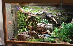 an aquarium with plants and rocks in it