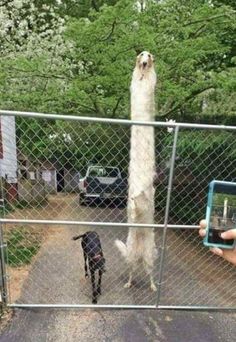 a person taking a picture of a dog in front of a fence with a cell phone