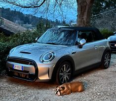 a dog laying on the ground next to a silver mini cooper parked in front of a tree