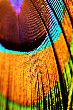 close up view of colorful feathers showing the colors